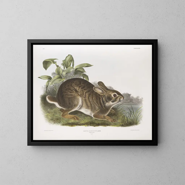 Wasserhase in natürlicher Größe männlich - John Woodhouse Audubon — gerahmtes Bild an der Wand
