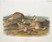 Kaninchen Artemisia, Holzkaninchen, männlich und weiblich, natürliche Größe - John Woodhouse Audubon — Ansicht des Kunstwerks