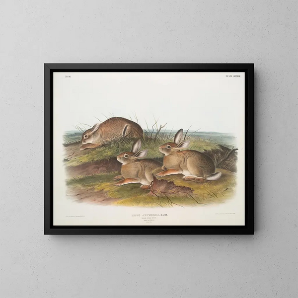 Kaninchen Artemisia, Holzkaninchen, männlich und weiblich, natürliche Größe - John Woodhouse Audubon — gerahmtes Bild an der Wand