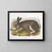 Polarhase in Originalgröße - John Woodhouse Audubon — gerahmtes Bild an der Wand