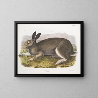 John Woodhouse Audubon - Lepus glacialis Polar Hare Natural size.webp