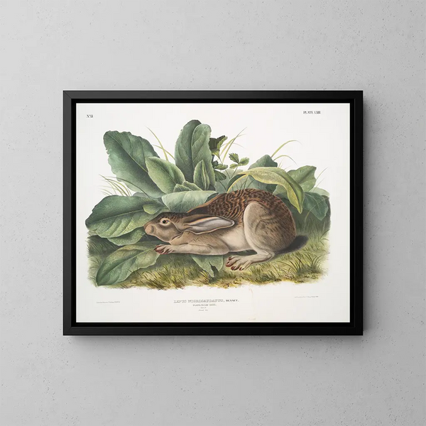 Schwarzer Schwanzhase männlich Maßstab Natur - John Woodhouse Audubon — gerahmtes Bild an der Wand