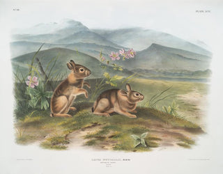 John Woodhouse Audubon - Lepus nuttallii Nuttalls Hare Males Natural size.webp