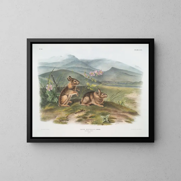 Hase von Nuttall männlich in Originalgröße - John Woodhouse Audubon — gerahmtes Bild an der Wand