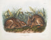 Sumpfhase in Originalgröße - John Woodhouse Audubon — Ansicht des Kunstwerks