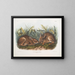 Sumpfhase in Originalgröße - John Woodhouse Audubon — gerahmtes Bild an der Wand