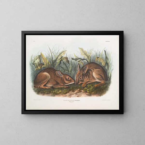 Sumpfhase in Originalgröße - John Woodhouse Audubon — gerahmtes Bild an der Wand