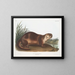 Loutre du Canada mâle - John Woodhouse Audubon — gerahmtes Bild an der Wand