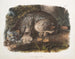 Lynx du Canada mâle - John Woodhouse Audubon — Ansicht des Kunstwerks