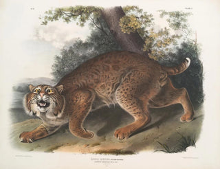 John Woodhouse Audubon - Lynx rufus Common American Wild Cat.webp