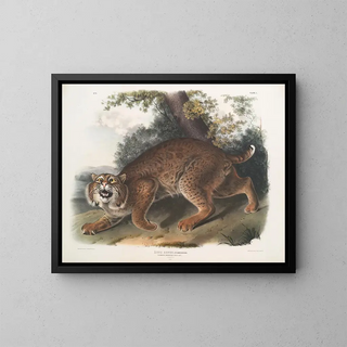 John Woodhouse Audubon - Lynx rufus Common American Wild Cat.webp