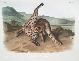 Lynx roux var. maculatus femelle du Texas - John Woodhouse Audubon — Ansicht des Kunstwerks