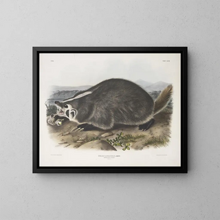 John Woodhouse Audubon - Meles Labradoria American Badger Natural size.webp