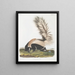 Mephitis macroura Mouffette à grande queue mâle taille naturelle - John Woodhouse Audubon — gerahmtes Bild an der Wand