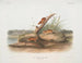 Orange Maus Mus aureolus Größe natur - John Woodhouse Audubon — Ansicht des Kunstwerks