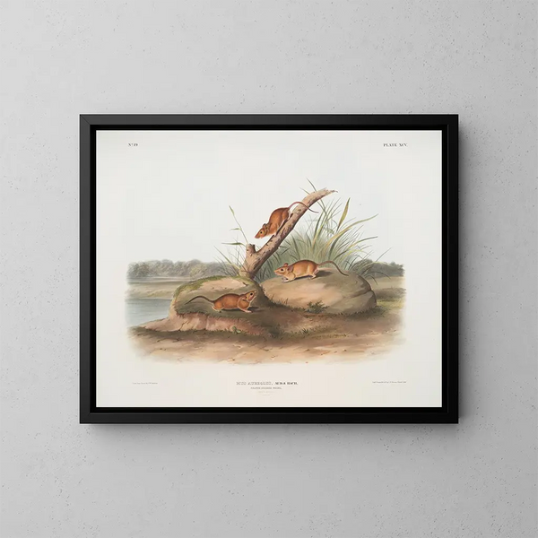 Orange Maus Mus aureolus Größe natur - John Woodhouse Audubon — gerahmtes Bild an der Wand