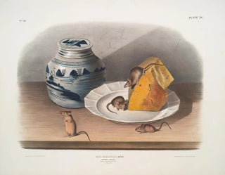 John Woodhouse Audubon - Musmusculus Common Mouse Male female  young Natural size.webp