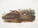 Amerikanisches Fouine-Gemälde - John Woodhouse Audubon — Ansicht des Kunstwerks