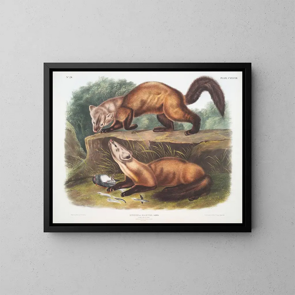 Naturgetreues Gemälde Männchen und Weibchen der Kiefernspinner im Winterfell in Originalgröße - John Woodhouse Audubon — gerahmtes Bild an der Wand