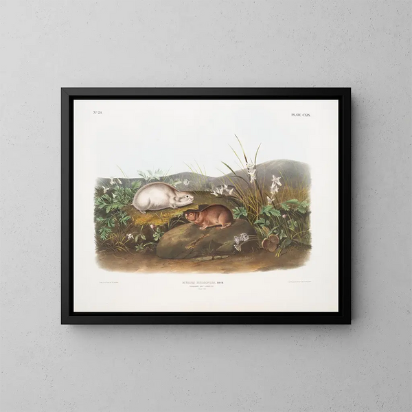 Lemming der Hudson-Bucht in Originalgröße - John Woodhouse Audubon — gerahmtes Bild an der Wand