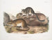 Neotoma drummondii, taille réelle - John Woodhouse Audubon — Ansicht des Kunstwerks