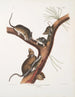 Neotoma Floridana Ratte von Florida Natürliche Größe Männchen, Weibchen und Jungtiere unterschiedlichen Alters - John Woodhouse Audubon — Ansicht des Kunstwerks