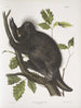 Porc-épic du Canada Hystrix dorsata - John Woodhouse Audubon — Ansicht des Kunstwerks