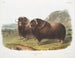 Bœufs musqués mâles - John Woodhouse Audubon — Ansicht des Kunstwerks