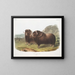 Bœufs musqués mâles - John Woodhouse Audubon — gerahmtes Bild an der Wand