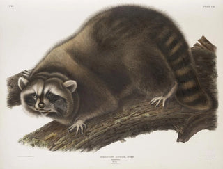 Raton laveur mâle à taille naturelle - John Woodhouse Audubon — Ansicht des Kunstwerks