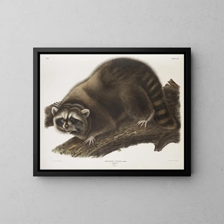 Raton laveur mâle à taille naturelle - John Woodhouse Audubon — gerahmtes Bild an der Wand
