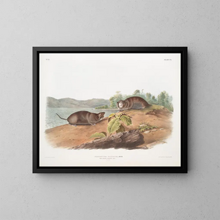 John Woodhouse Audubon - Pseudostoma talpoides Moleshaped Pouched Rat Natural size.webp