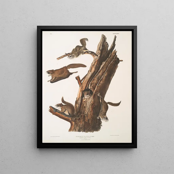 John Woodhouse Audubon - Pteromys volucella Common Flying Squirrel Natural size 1 2 Males 3 4 Females 5 Young.webp