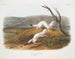 Belette agile mâle et femelle taille naturelle pelage d'hiver - John Woodhouse Audubon — Ansicht des Kunstwerks