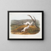 Belette agile mâle et femelle taille naturelle pelage d'hiver - John Woodhouse Audubon — gerahmtes Bild an der Wand