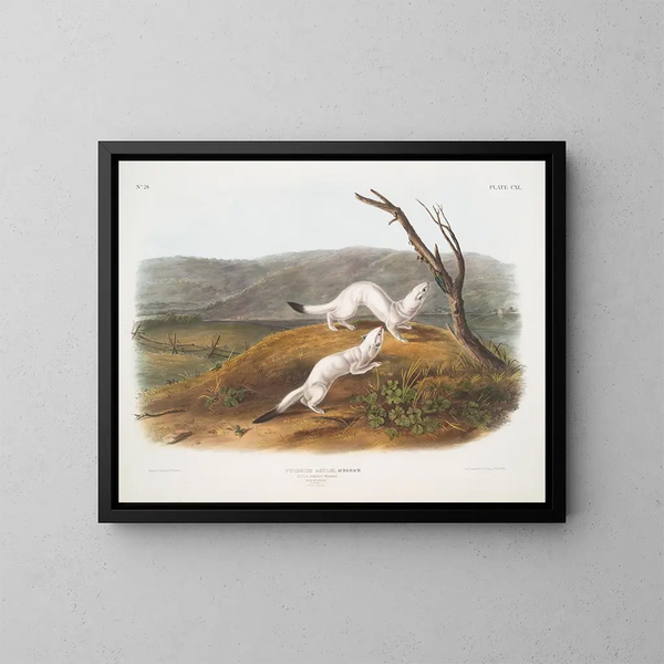 Belette agile mâle et femelle taille naturelle pelage d'hiver - John Woodhouse Audubon — gerahmtes Bild an der Wand