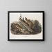 Fouine à collerette, mâles, taille naturelle - John Woodhouse Audubon — gerahmtes Bild an der Wand