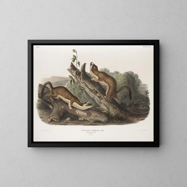 Fouine à collerette, mâles, taille naturelle - John Woodhouse Audubon — gerahmtes Bild an der Wand