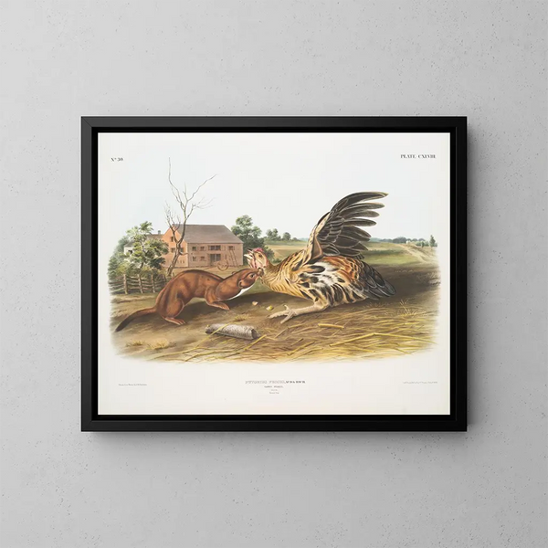 Fouine fauve mâle taille naturelle - John Woodhouse Audubon — gerahmtes Bild an der Wand