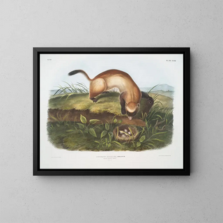 John Woodhouse Audubon - Putorius nigripes Blackfooted Ferret Natural size.webp
