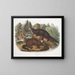 Morse vison taille naturelle mâle et femelle - John Woodhouse Audubon — gerahmtes Bild an der Wand