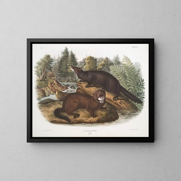 Morse vison taille naturelle mâle et femelle - John Woodhouse Audubon — gerahmtes Bild an der Wand