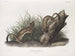 Fouine blanche taille naturelle 1 Männchen 2 Weibchen - John Woodhouse Audubon — Ansicht des Kunstwerks