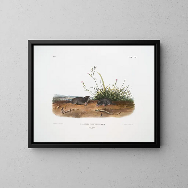 Mole shrew de Brewer à taille naturelle - John Woodhouse Audubon — gerahmtes Bild an der Wand