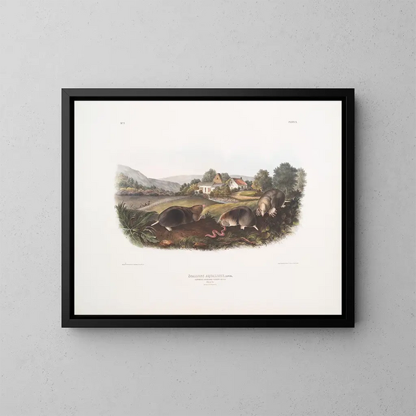 Maulwurf amerikanischer Gemeine Größe naturgetreu männlich weiblich - John Woodhouse Audubon — gerahmtes Bild an der Wand