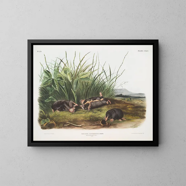 Sorex townsendii, taille naturelle - John Woodhouse Audubon — gerahmtes Bild an der Wand