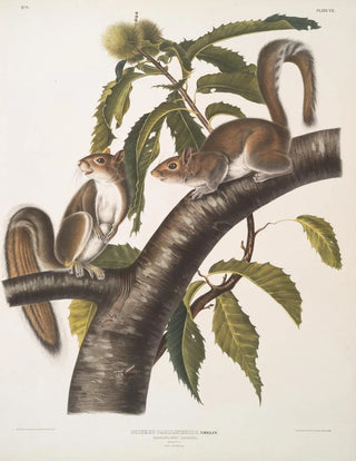 John Woodhouse Audubon - Sciurus Carolinensis Carolina Grey Squirrel Natural size Male Female.webp