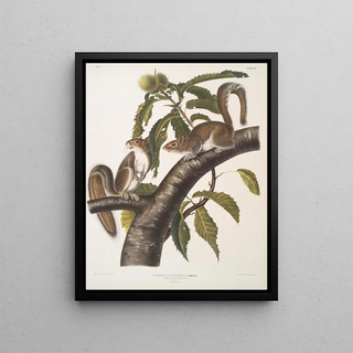 John Woodhouse Audubon - Sciurus Carolinensis Carolina Grey Squirrel Natural size Male Female.webp