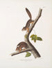 Sciurus richardsonii, kolumbianisches Eichhörnchen von Richardson, naturgetreu, männlich und weiblich - John Woodhouse Audubon — Ansicht des Kunstwerks