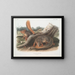 Eichhörnchen in Originalgröße - John Woodhouse Audubon — gerahmtes Bild an der Wand